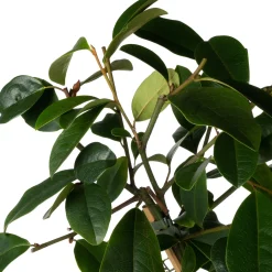 Bananenstruik (Michelia 'Fairy Magnolia Blush'®) D 19 H 60 cm