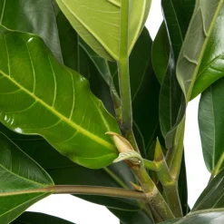 Banyanvijg (FicusÂ benghalensisÂ 'Roy') D 21 H 105 cm
