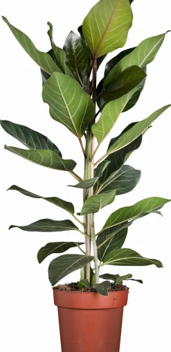 Banyavijg (Ficus benghalensis 'Joy') D 21 H 110 cm