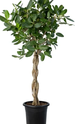 Banyavijg (Ficus benghalensis 'Audrey') D 40 H 180 cm