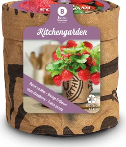 Baza Aardbei tuinkeukentje Reuze Aardbei (Fragaria)