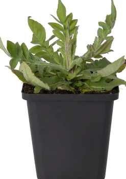 Beemdkroon (Knautia macedonica 'Mars Midget') D 9 H 10 cm