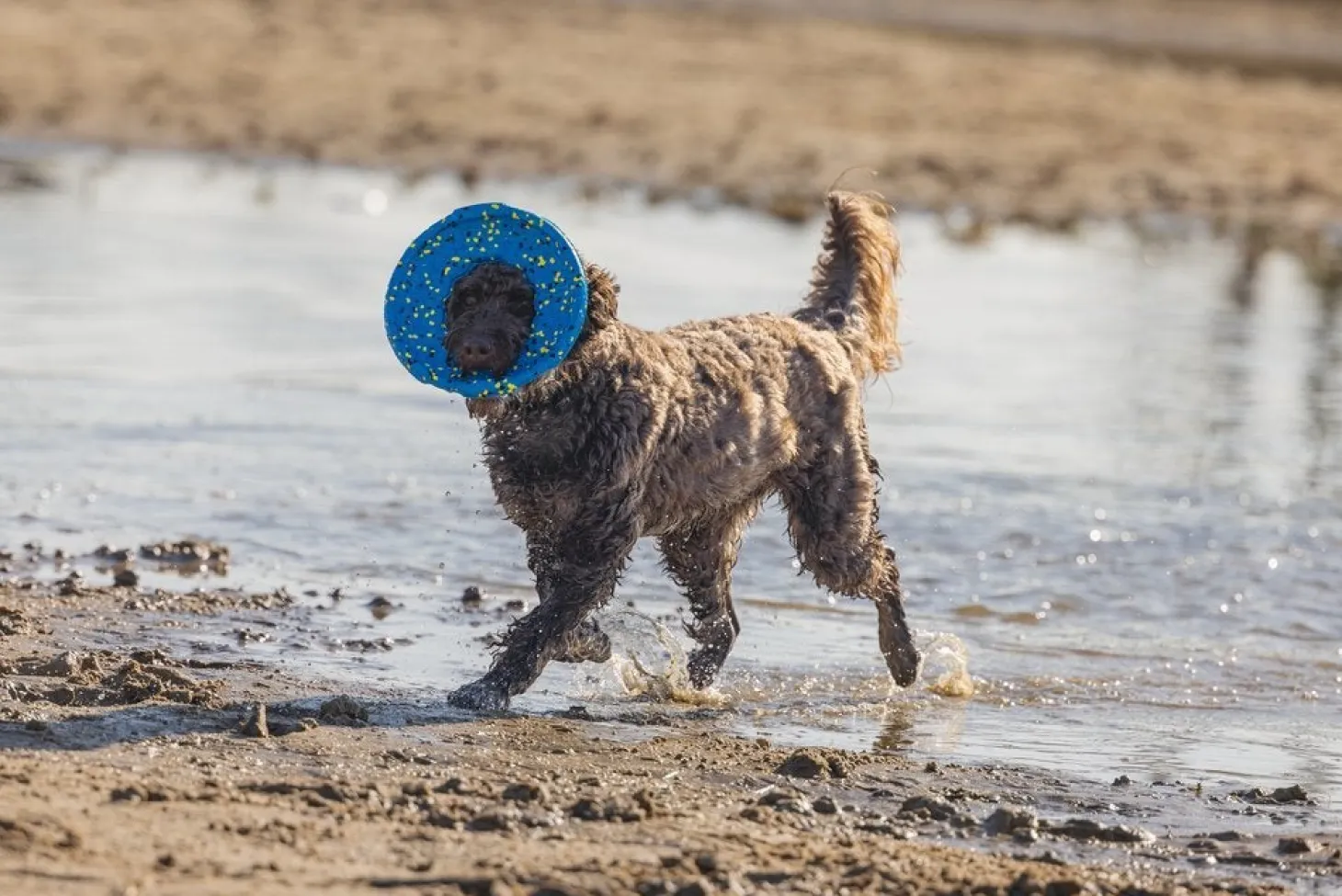 Beeztees hondenfrisbee Gisa blauw D 24 H 7 cm