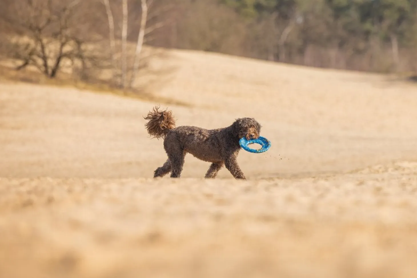 Beeztees hondenfrisbee Gisa blauw D 24 H 7 cm