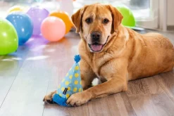 Beeztees knuffel Party feestmuts 14 x 14 x 22 cm