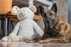 Beeztees knuffel Slungel schaap Jessy 80 x 20,5 x 39 cm