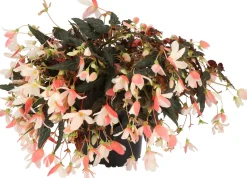 Begonia (Begonia boliviensis Dreams) D 12 H 20 cm