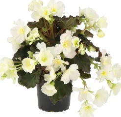 Begonia (Begonia Elatior Dreams Glory White) D 12 H 20 cm