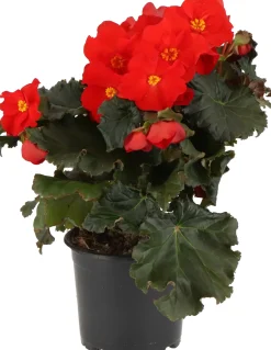 Begonia (Begonia Elatior Grp Dreams Carmen) D 12 H 20 cm