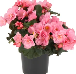 Begonia (Begonia Elator Grp Dreams Glory Pin) D 12 H 20 cm