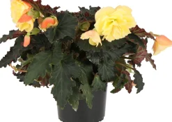 Begonia (Begonia l'Conia Dreams Portofino) D 12 H 20 cm