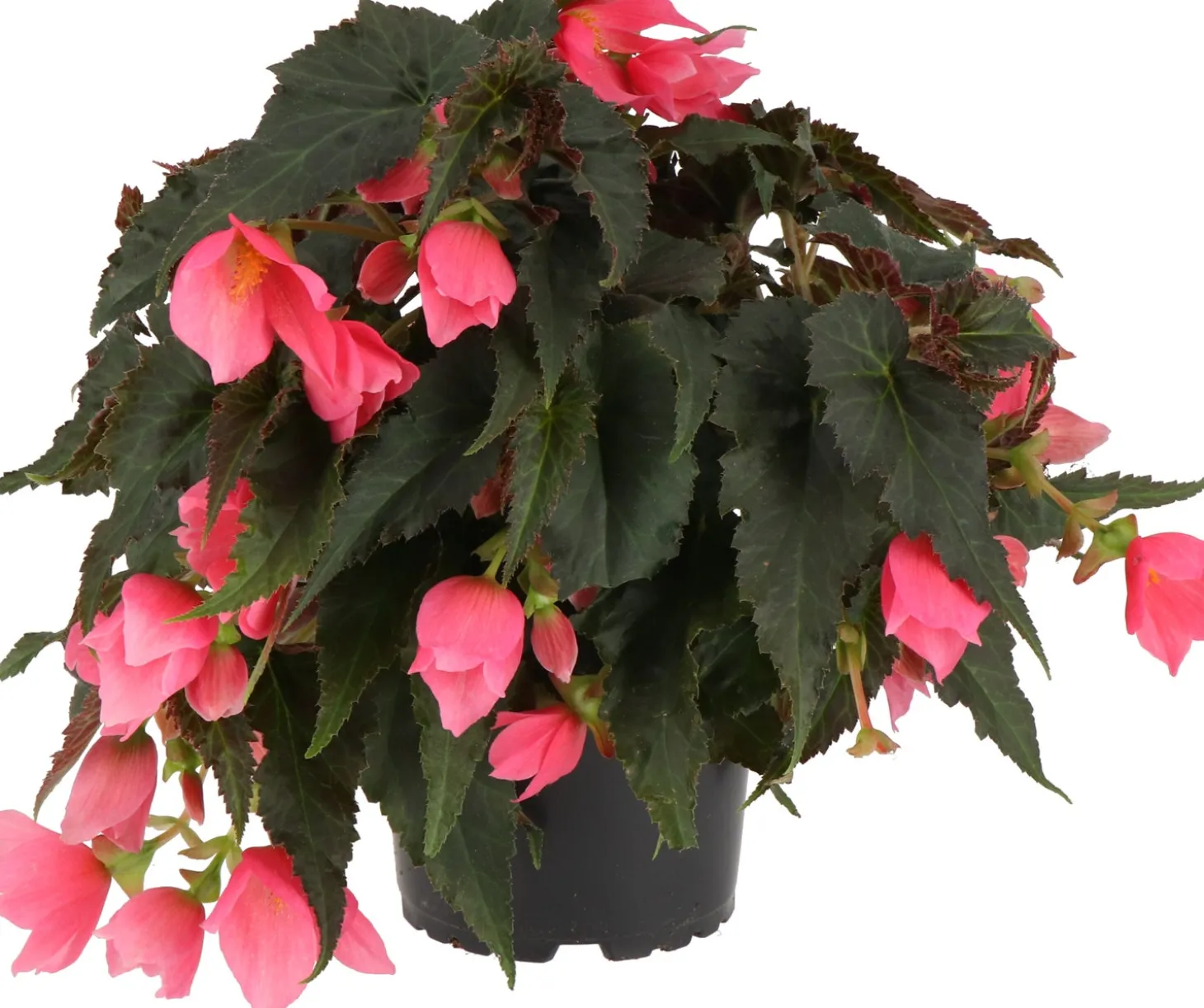 Begonia (Begonia Mistral Pink) D 12 H 15 cm