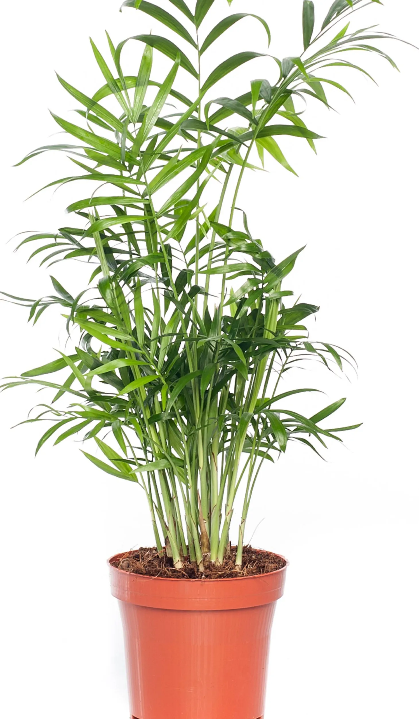 Bergpalm (Chamaedorea elegans) D 12 H 40 cm