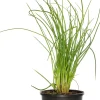 Bieslook (Allium schoenoprasum) D 9 H 10 cm
