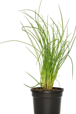 Bieslook (Allium schoenoprasum) D 9 H 10 cm