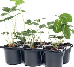 Biologische Aardbei (Fragaria 'Salsa') D 9 H 12 cm