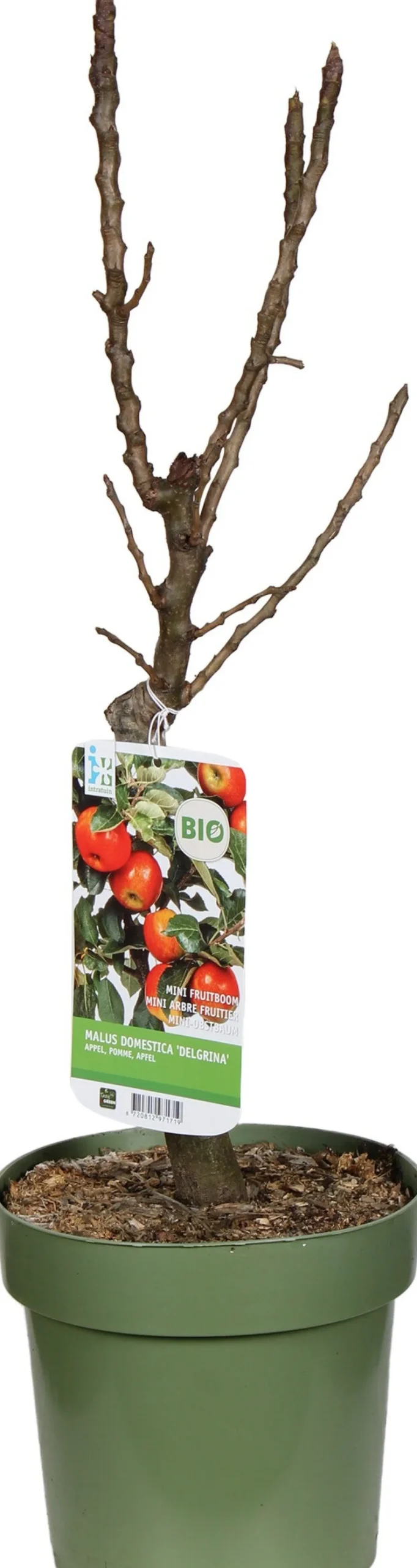 Biologische Appel (Malus domestica 'Delgrina') D 23 H 100 cm