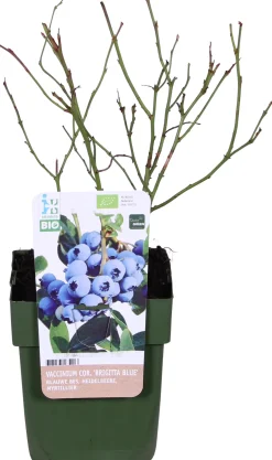 Biologische Blauwe bes (Vaccinium corymbosum 'Brigitta Blue') D 13 H 40 cm
