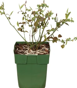 Biologische Blauwe bes (Vaccinium corymbosum 'Reka®') D 13 H 40 cm