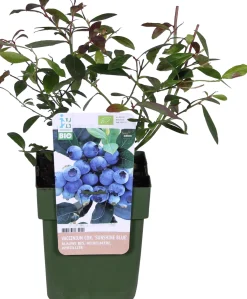 Biologische Blauwe bes (Vaccinium corymbosum 'Sunshine Blue') D 13 H 40 cm