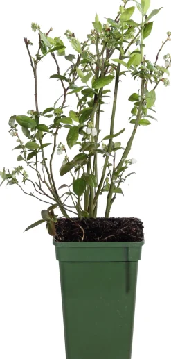 Biologische Blauwe bes (Vaccinium corymbosum 'Reka') D 23 H 100 cm