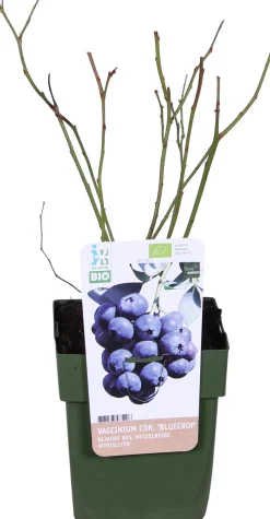 Biologische Blauwe bes (Vaccinium corymbosum 'Bluecrop') D 13 H 40 cm