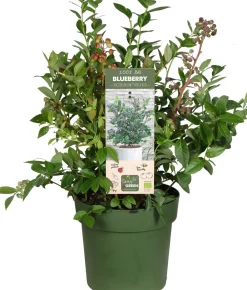 Biologische Blauwe Bes (Vaccinium corymbosum 'Bingo Blue') D 23 H 50 cm