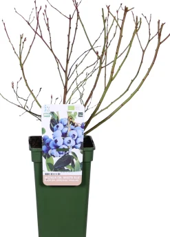 Biologische Blauwe bes (Vaccinium corymbosum 'Brigitta Blue') D 19 H 60 cm