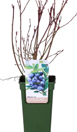 Biologische Blauwe bes (Vaccinium corymbosum 'Reka®') D 19 H 60 cm