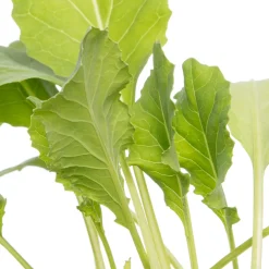 Biologische bloemkool (Brassica oleracea Botrytis) D 9 H 5 cm