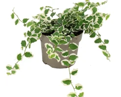 Biologische bonte Kruipvijg (Ficus pumila) D 11 H 15 cm