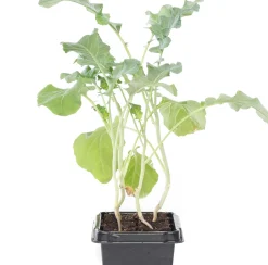 Biologische broccoli (Brassica oleracea Italica) D 9 H 5 cm
