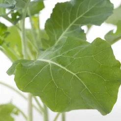 Biologische broccoli (Brassica oleracea Italica) D 9 H 5 cm