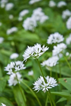 Biologische Daslook (Allium ursinum) D 13 H 15 cm