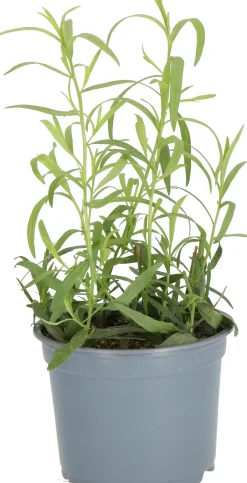 Biologische Dragon (Artemisia dracunculus) D 12 H 10 cm
