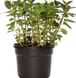 Biologische Mentha (Mentha) D 12 H 10 cm