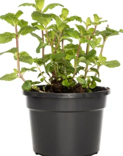 Biologische Munt (Mentha spicata 'Spearmint') D 13 H 15 cm