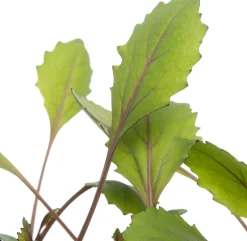 Biologische rode kool (Brassica oleracea Capitata) D 9 H 5 cm