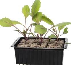 Biologische rode kool (Brassica oleracea Capitata) D 9 H 5 cm