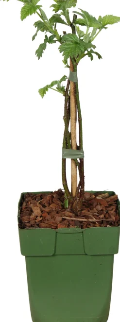 Biologische Taybees (Rubus 'Tayberry') D 13 H 40 cm