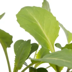 Biologische witte kool (Brassica oleracea Capitata) D 9 H 5 cm