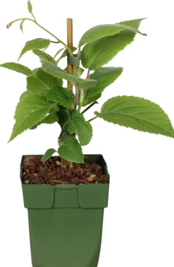 Biologische Zelfbestuivende Kiwi (Actinidia deliciosa 'Jenny') D 13 H 40 cm