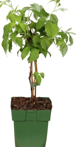 Biologische Zomerframboos (Rubus idaeus 'Malling Promise') D 13 H 40 cm