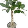Bladvijg (Ficus altissima) D 27 H 100 cm