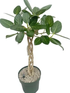 Bladvijg (Ficus altissima) D 27 H 100 cm