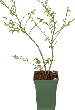 Blauwe bes (Vaccinium corymbosum 'Blue Dessert') D 19 H 50 cm