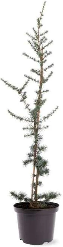 Blauwe Ceder (Cedrus libani 'Glauca') D 23 H 100 cm