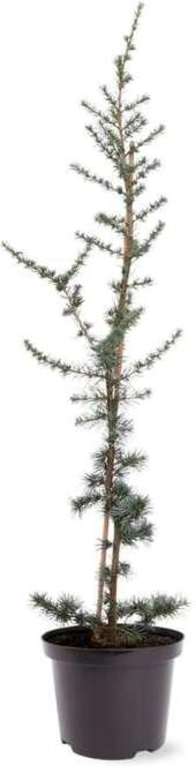 Blauwe Ceder (Cedrus libani 'Glauca') D 23 H 100 cm