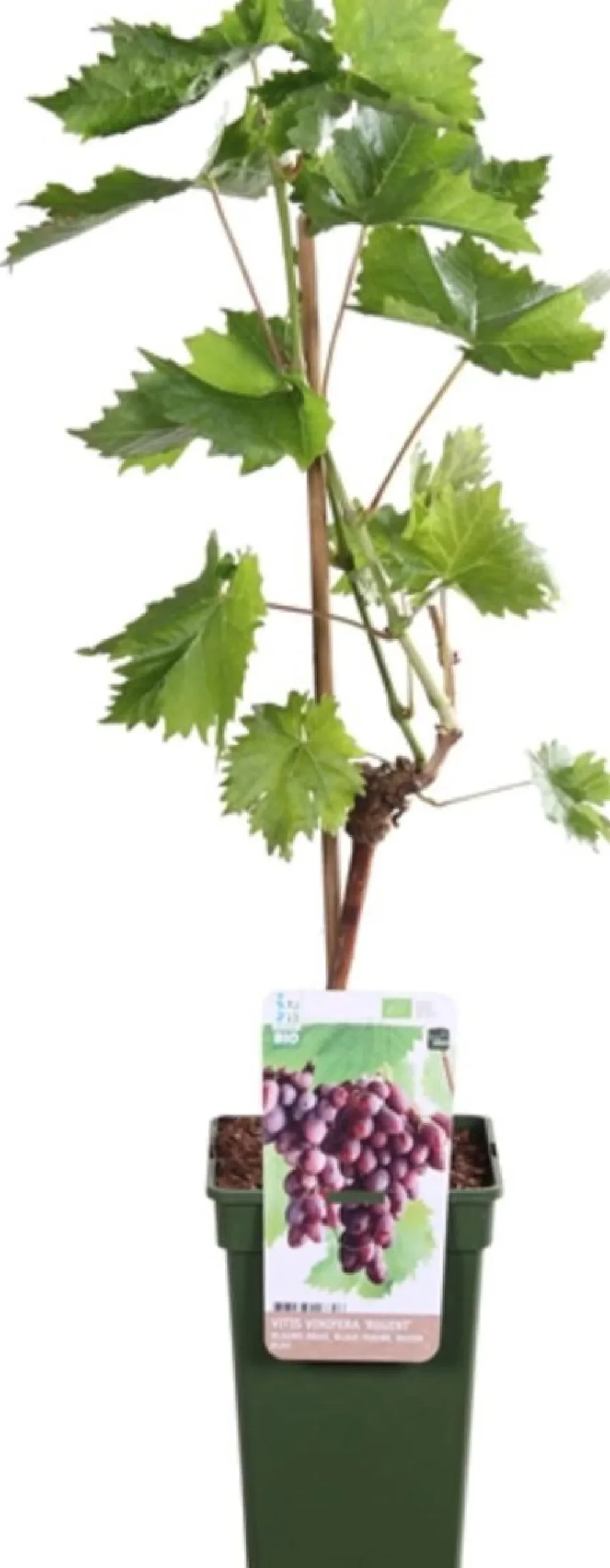 Blauwe Druif (Vitis vinifera 'Regent') D 19 H 55 cm