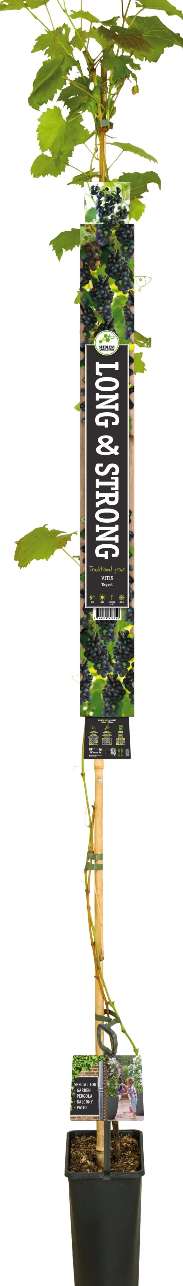 Blauwe Druif (Vitis vinifera 'Regent') D 23 H 210 cm